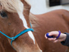 cheval et utilisation du clicker