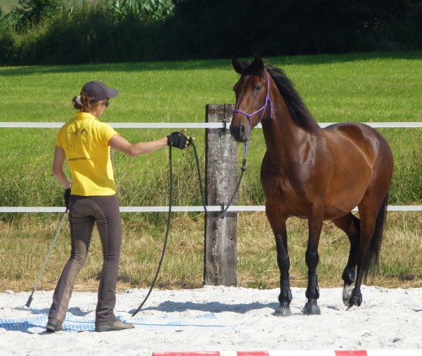 travail d'un cheval au sol lors d'un stage Equi Claire